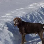 Guglhupf *